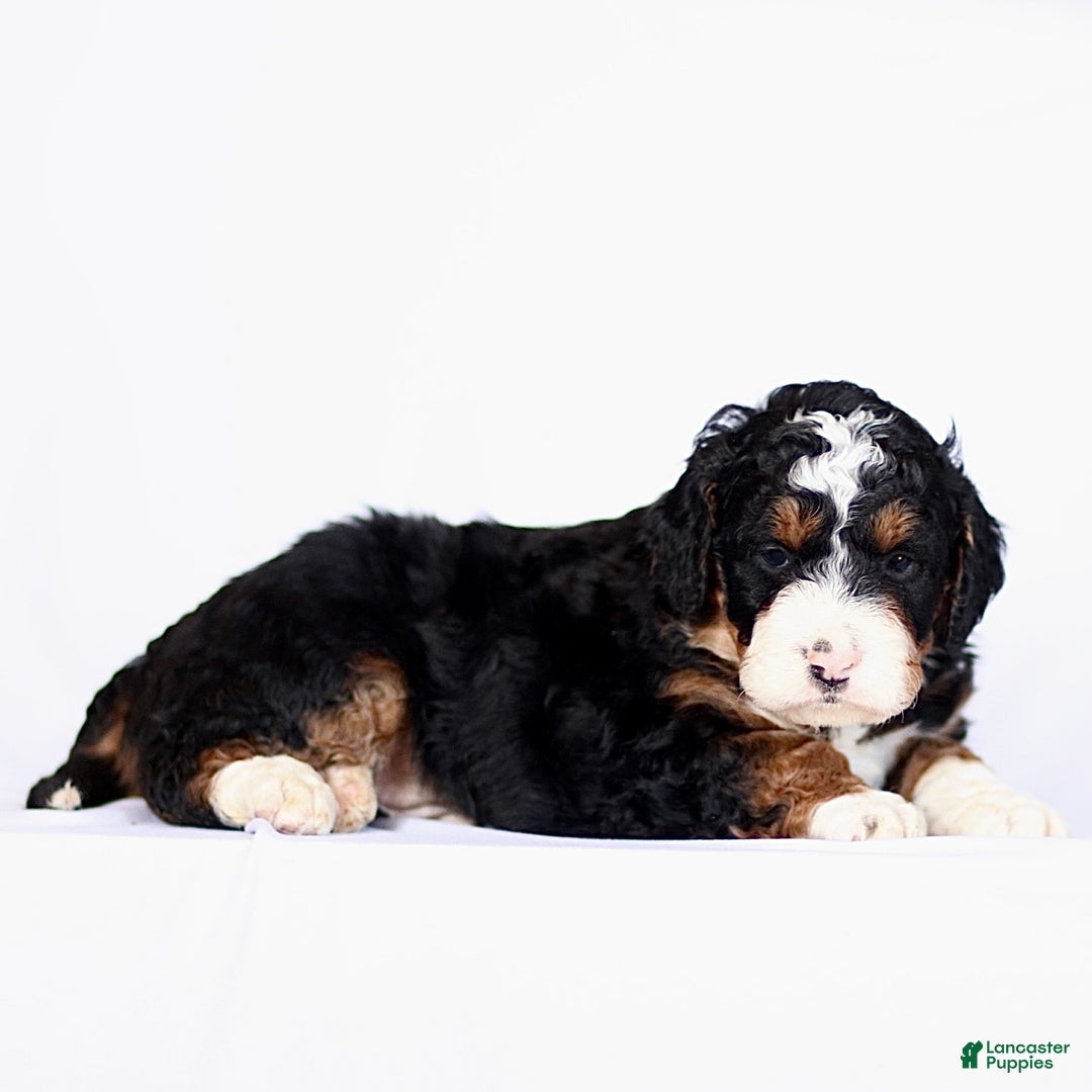 Mini Bernedoodle dogs for sale: George - Ad 2