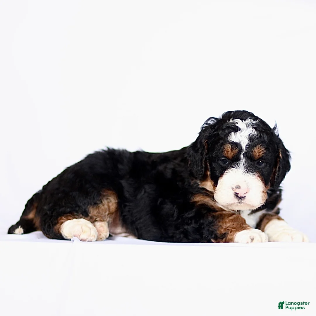 Mini Bernedoodle dogs for sale: George - Ad 5