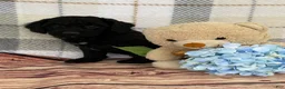 Miniature Labradoodle dogs for sale: Dakota - Ad 8