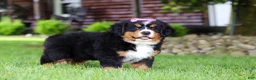 Bernese Mountain Dog dogs for sale: Suzie - Ad 8