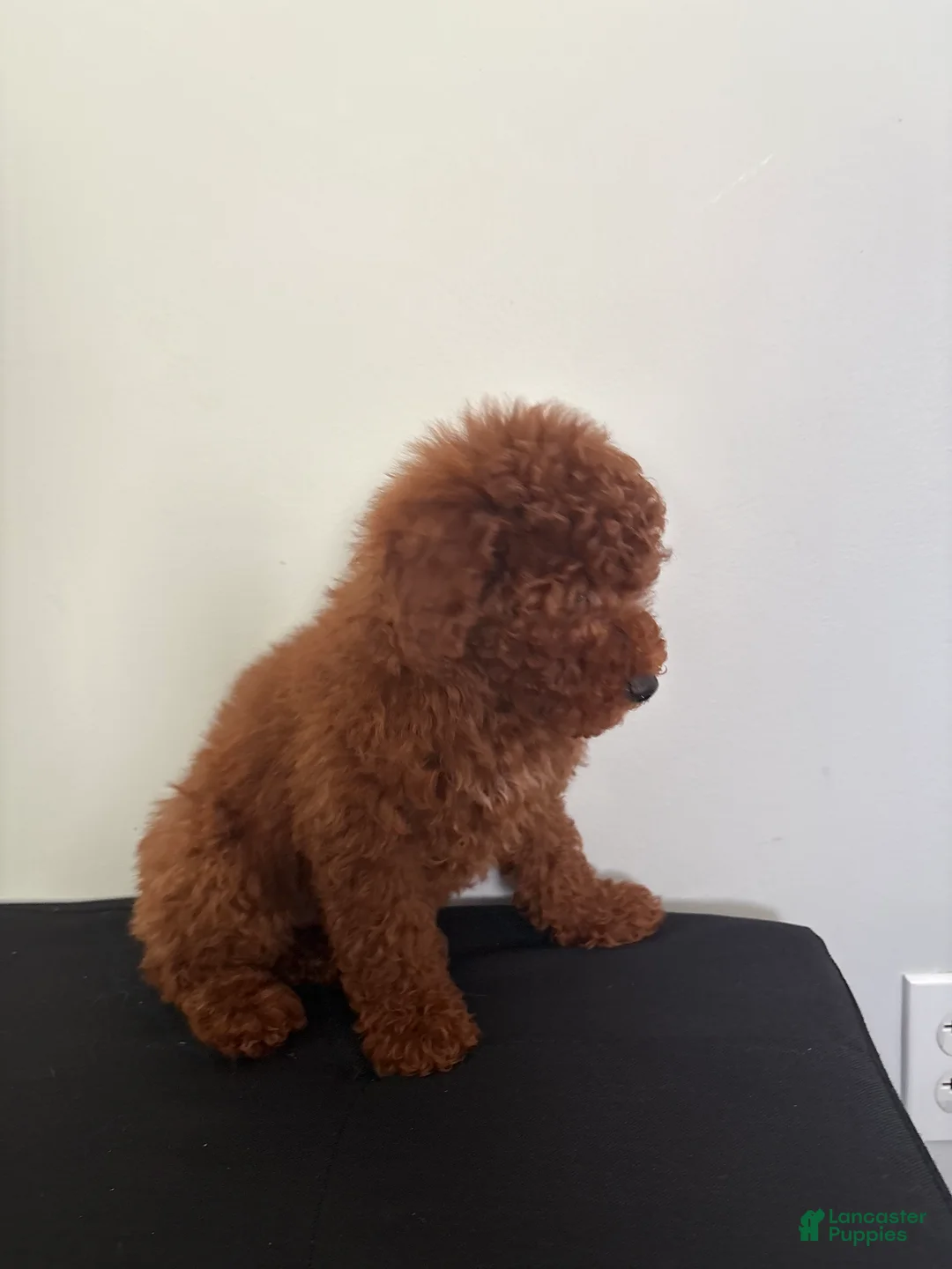 Miniature Poodle dogs for sale: Herbie  - Ad 4
