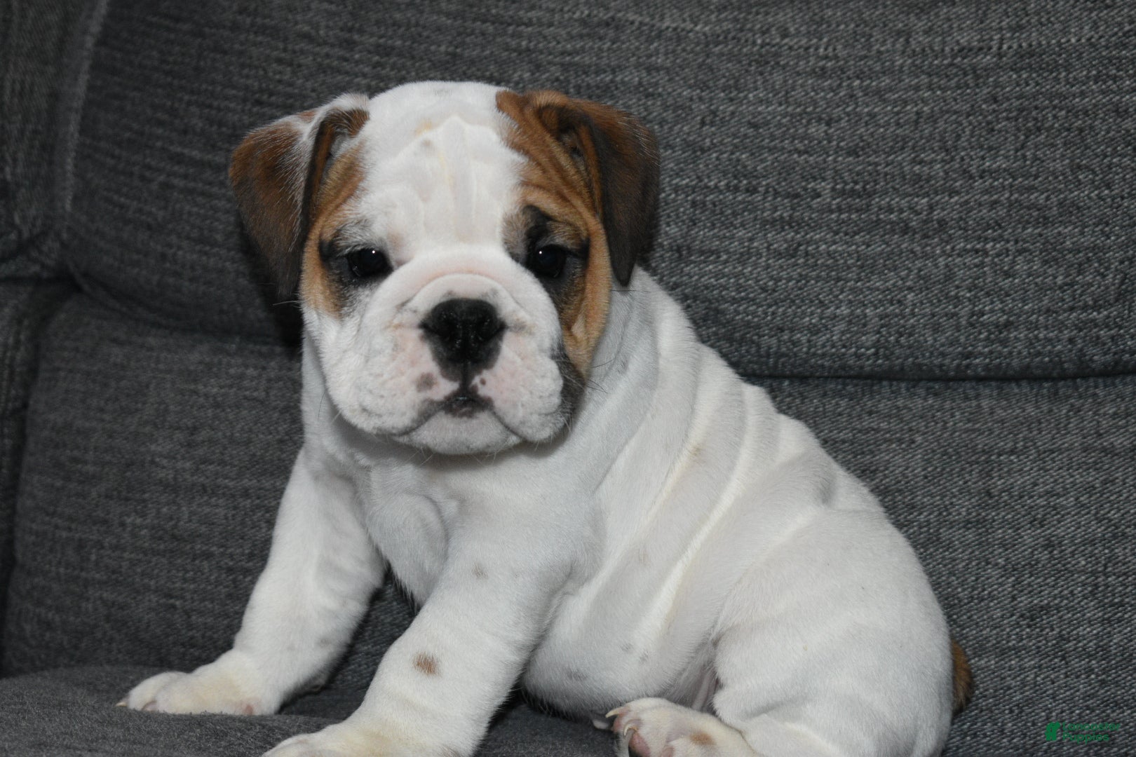 English Bulldog dogs Olaf - Ad 14