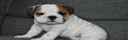English Bulldog dogs for sale: Olaf - Ad 1