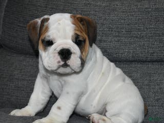 English Bulldog dogs for sale: Olaf - Ad 1