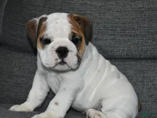 English Bulldog dogs Olaf - Ad 7
