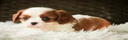 Cavalier King Charles Spaniel dogs for sale: Thyme - Ad 5