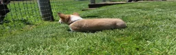 Welsh Corgi Pembroke dogs for sale: Ace - Ad 10