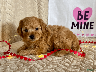 Miniature Poodle dogs Clark - Ad 37
