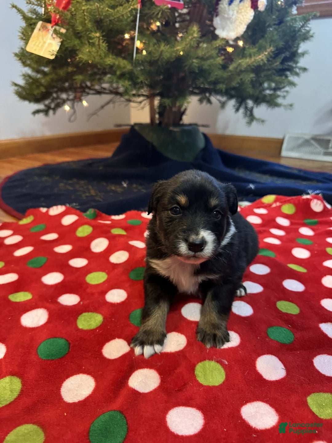 Australian Shepherd dogs for sale: Artic - Ad 1