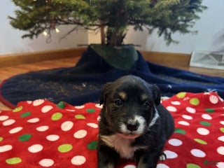 Australian Shepherd dogs Artic - Ad 14