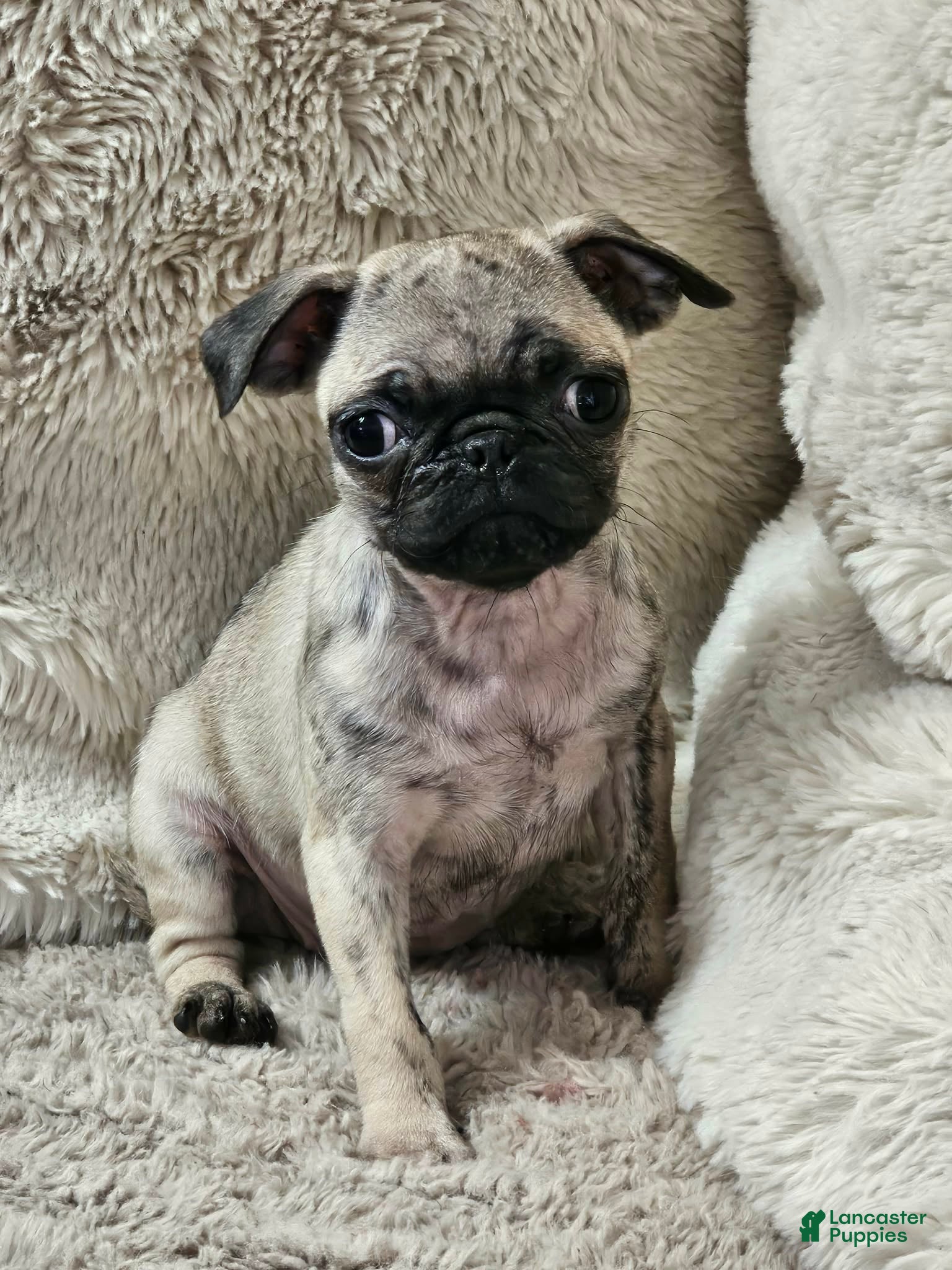 Pug dogs Lola - Ad 38
