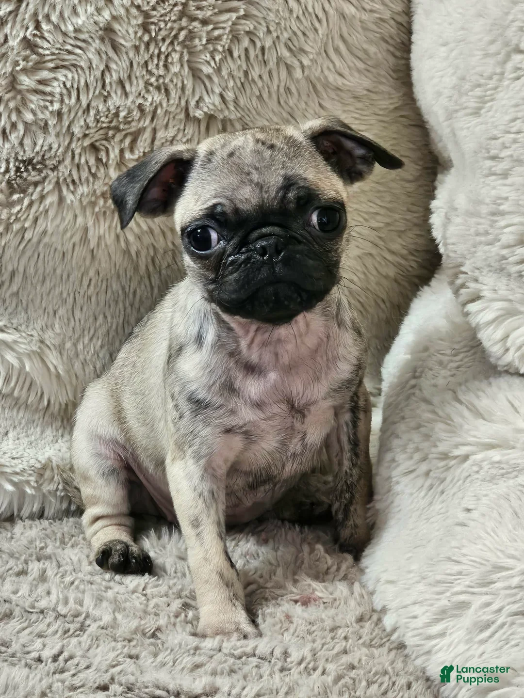 Pug dogs for sale: Lola - Ad 1