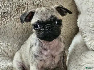 Pug dogs for sale: Lola - Ad 2