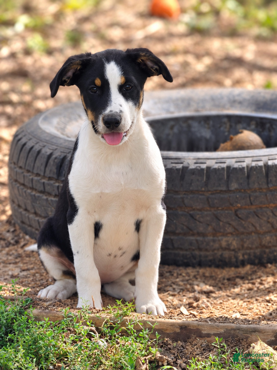 Mixed Breed dogs for sale: Ruby $100 - Ad 1