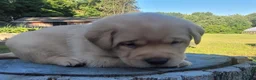 Labrador Retriever dogs for sale: Lasso - Ad 1