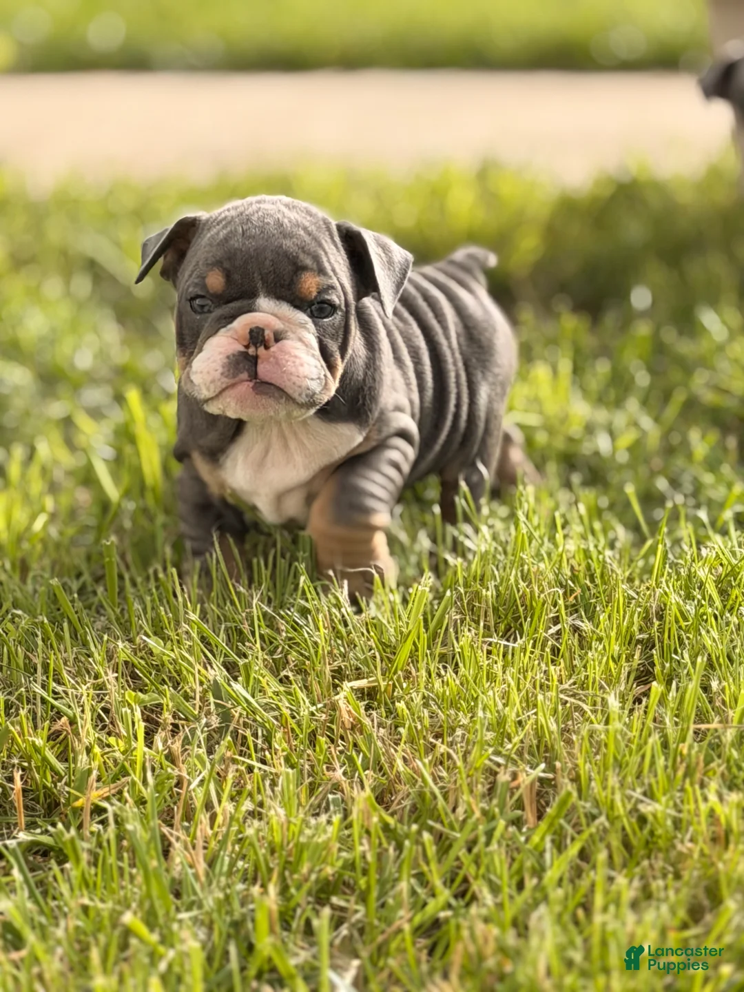 English Bulldog dogs for sale: English Bulldog Puppy 1 - Ad 1