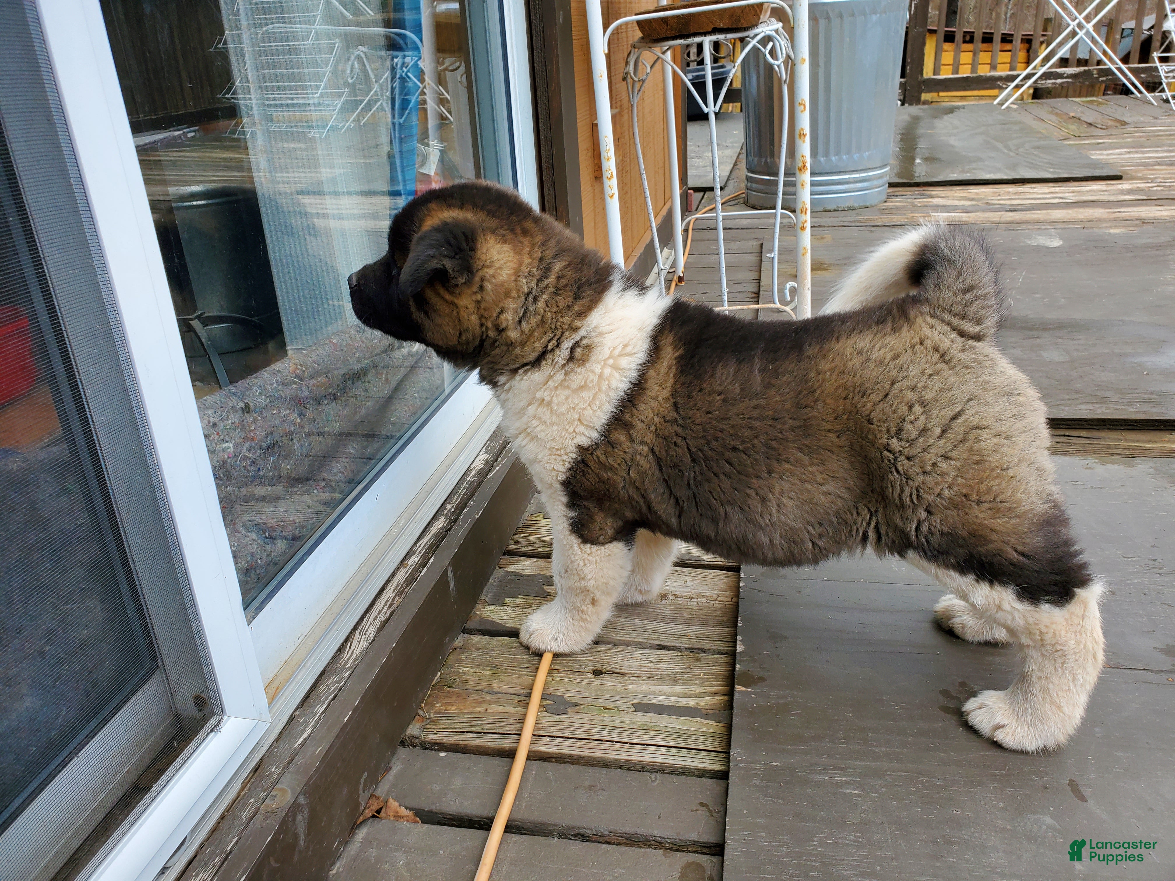 Akita dogs Boss - Ad 6