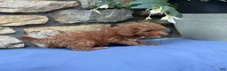Miniature Poodle dogs for sale: Mabel - Ad 10