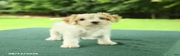 Cavapoo dogs for sale: Monty - Ad 4