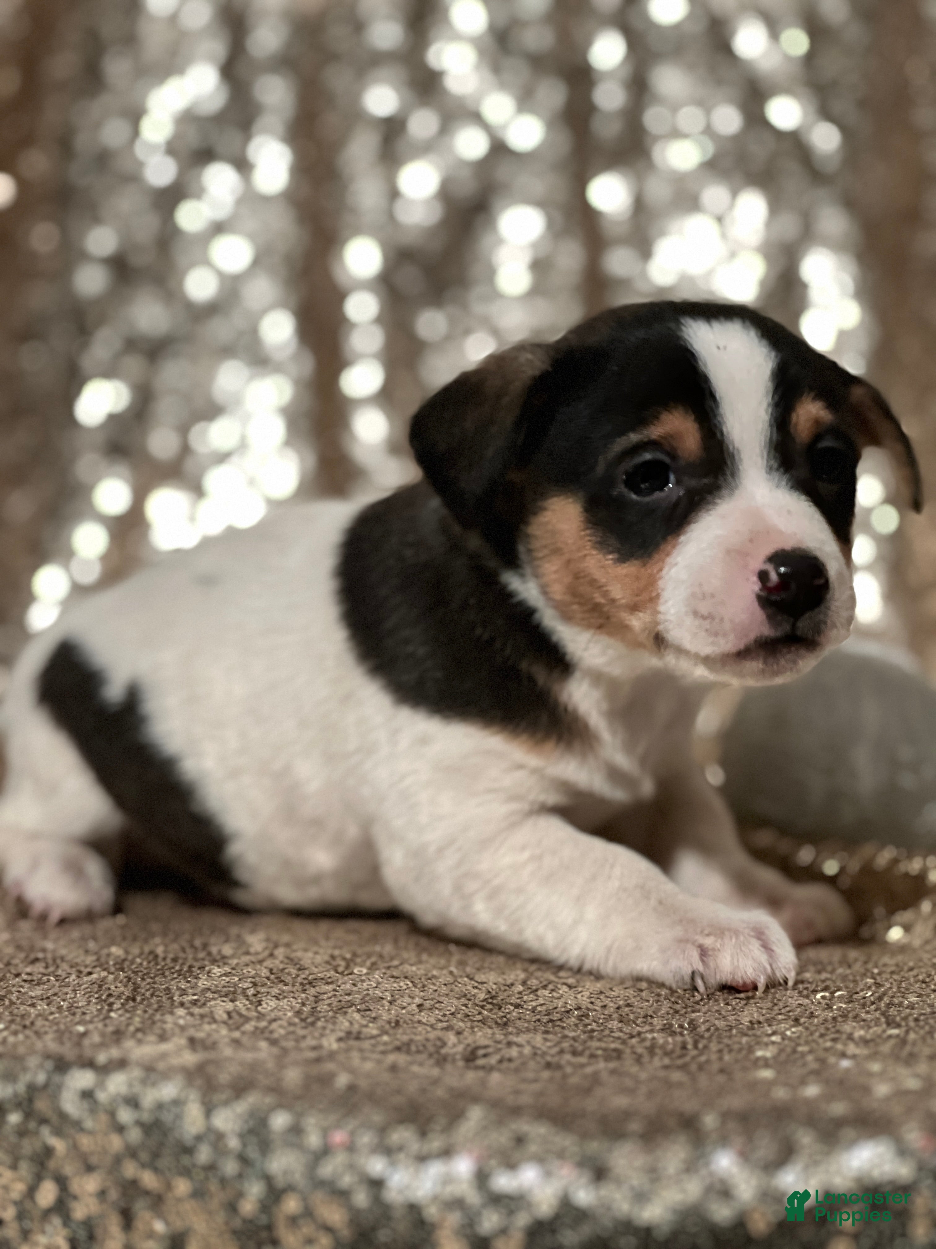 Jack Russell Terrier dogs Aiden - Ad 20