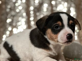 Jack Russell Terrier dogs for sale: Aiden - Ad 2