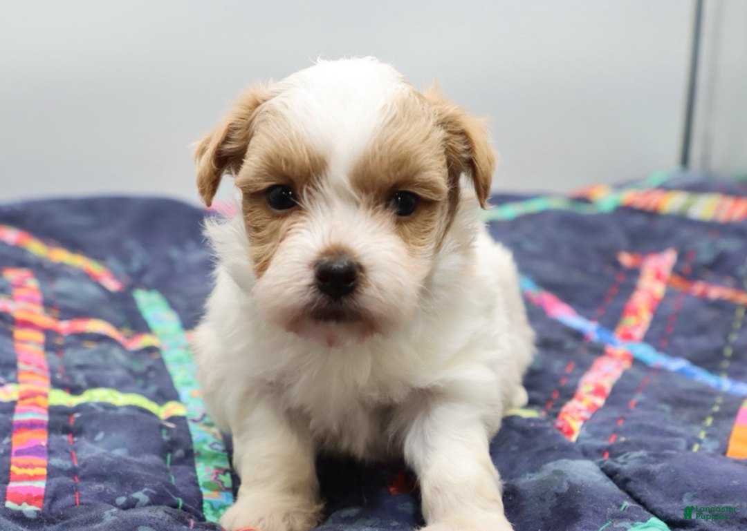 Maltipoo dogs for sale: Red & white male - Ad 6