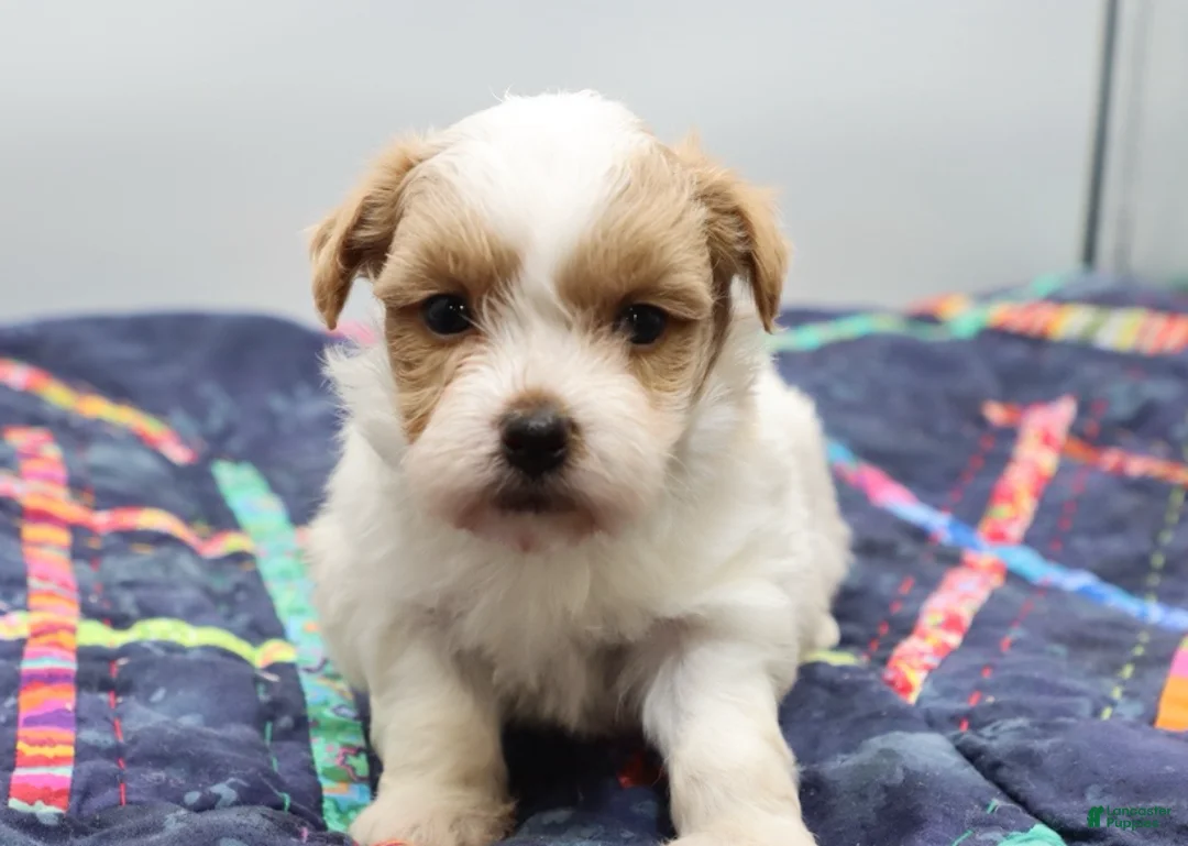 Maltipoo dogs for sale: Red & white male - Ad 6