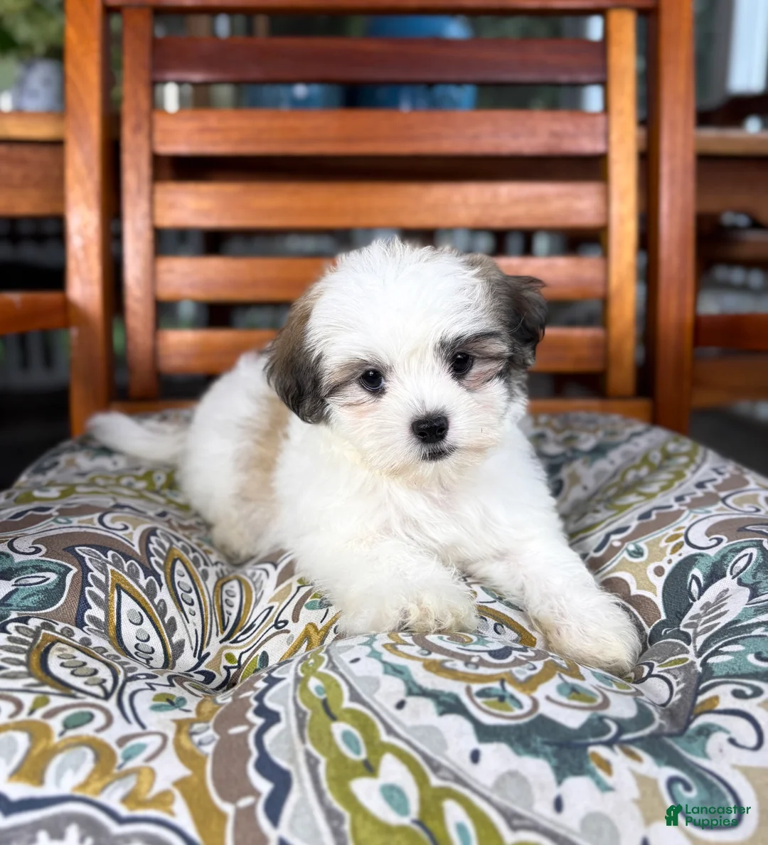 Malshi dogs for sale: Maverick  - Ad 2
