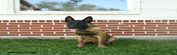 Belgian Malinois dogs for sale: Pringles - Ad 3