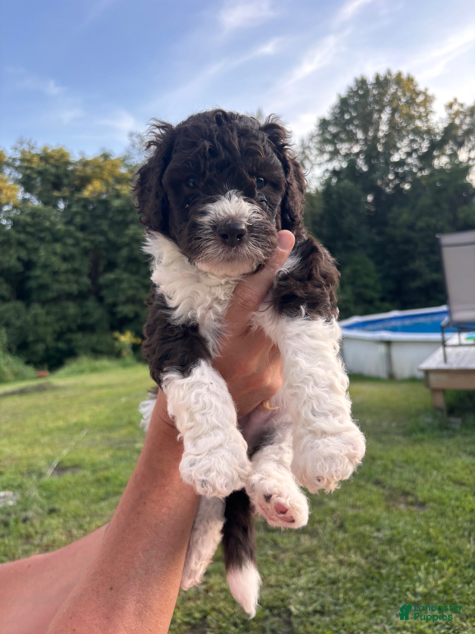 Bernedoodle dogs Rocky - Ad 35