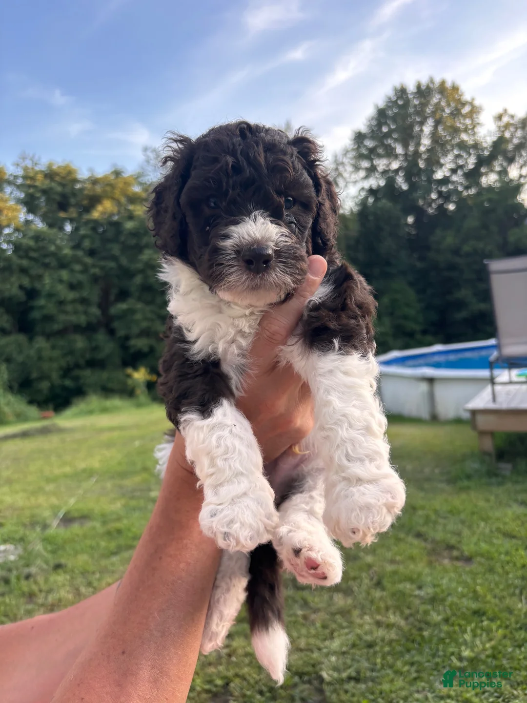 Bernedoodle dogs for sale: Rocky - Ad 1