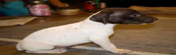 German Shorthaired Pointer dogs for sale: Rooster, liver/white - Ad 3