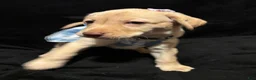 Labrador Retriever dogs for sale: Poppy (purple)  - Ad 2