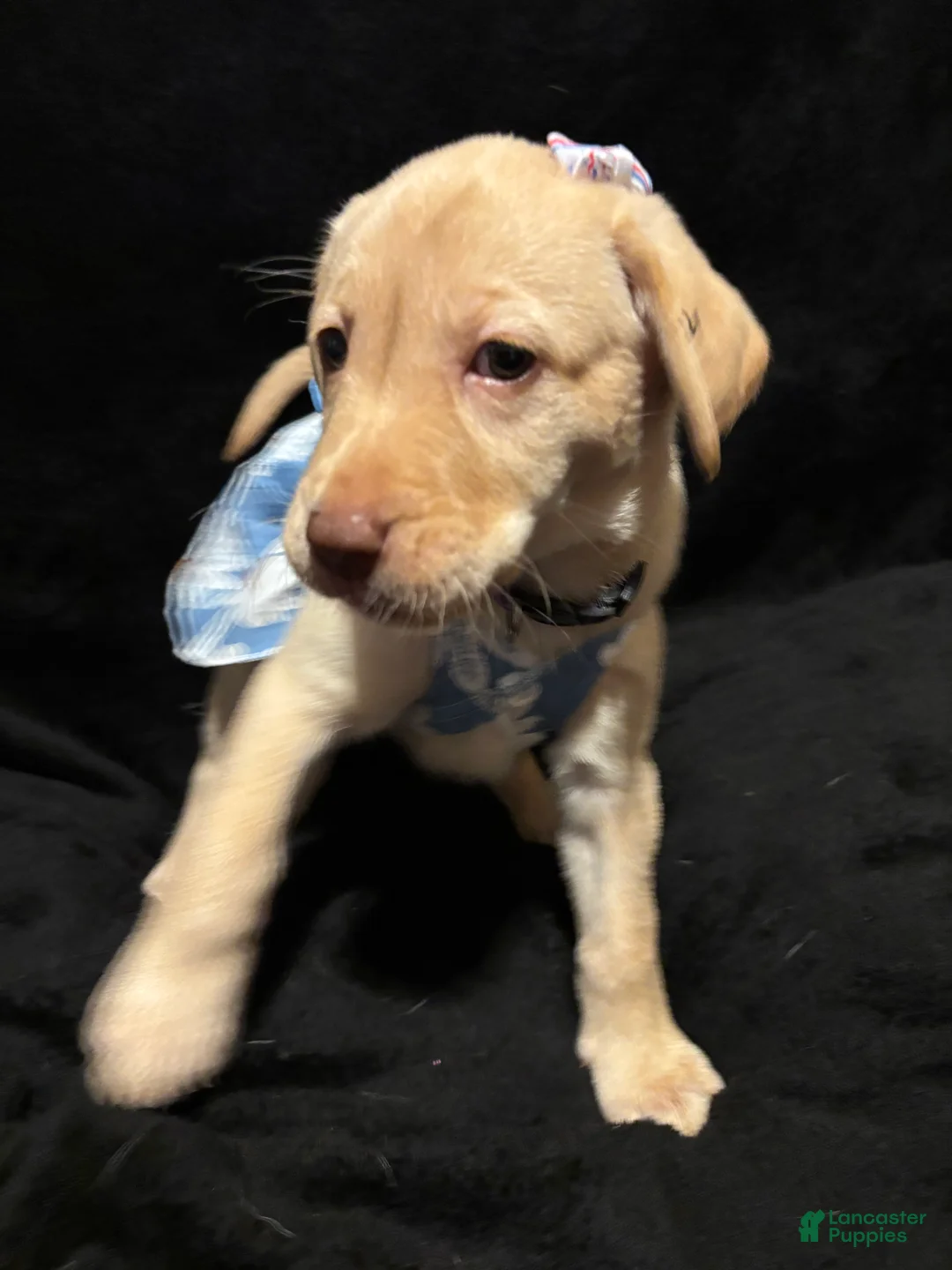 Labrador Retriever dogs for sale: Poppy (purple)  - Ad 2