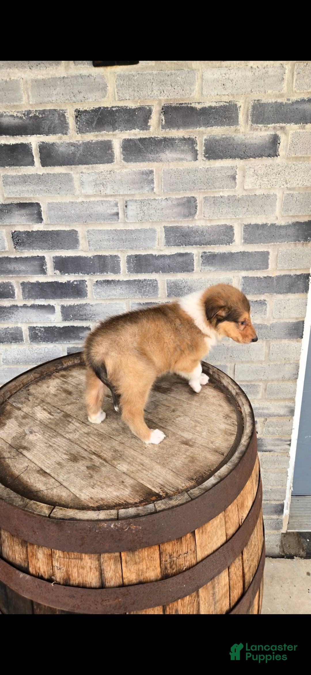 Collie dogs Collie Puppy 6 - Ad 6