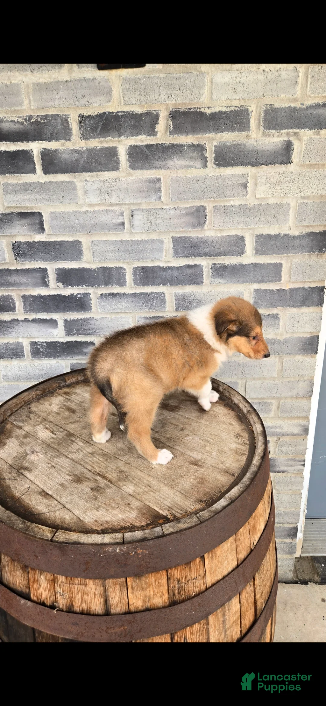 Collie dogs for sale: Collie Puppy 6 - Ad 1