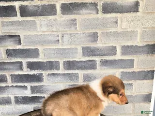 Collie dogs Collie Puppy 6 - Ad 6