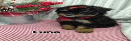 Mini Bernedoodle dogs for sale: Luna - Ad 6