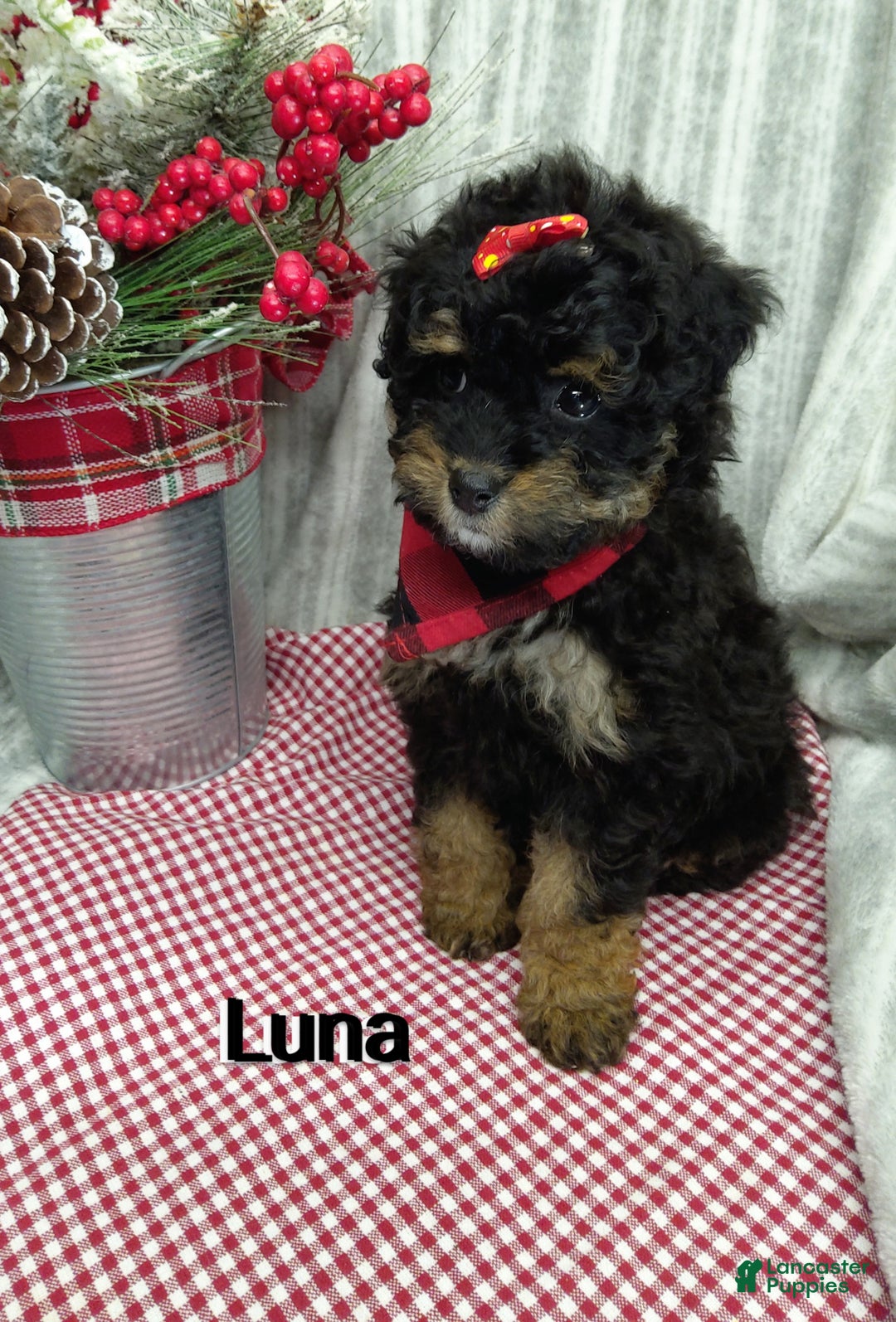 Mini Bernedoodle dogs for sale: Luna - Ad 6