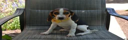 Beagle dogs for sale: Drew - Ad 3