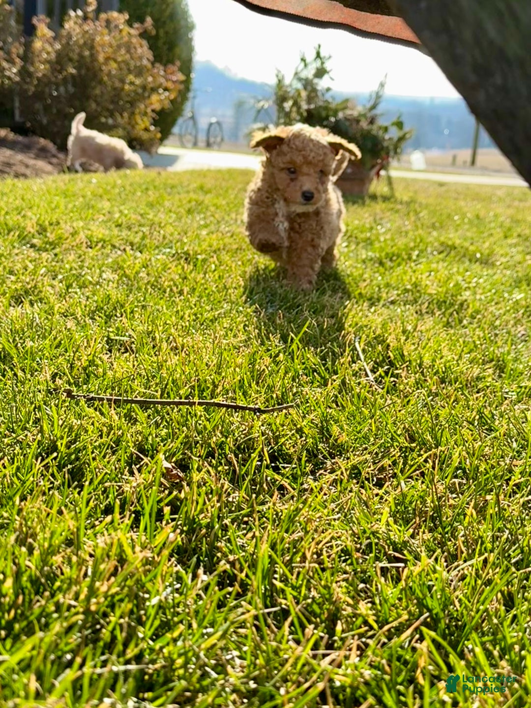 Toy Poodle dogs for sale: Tommy - Ad 3