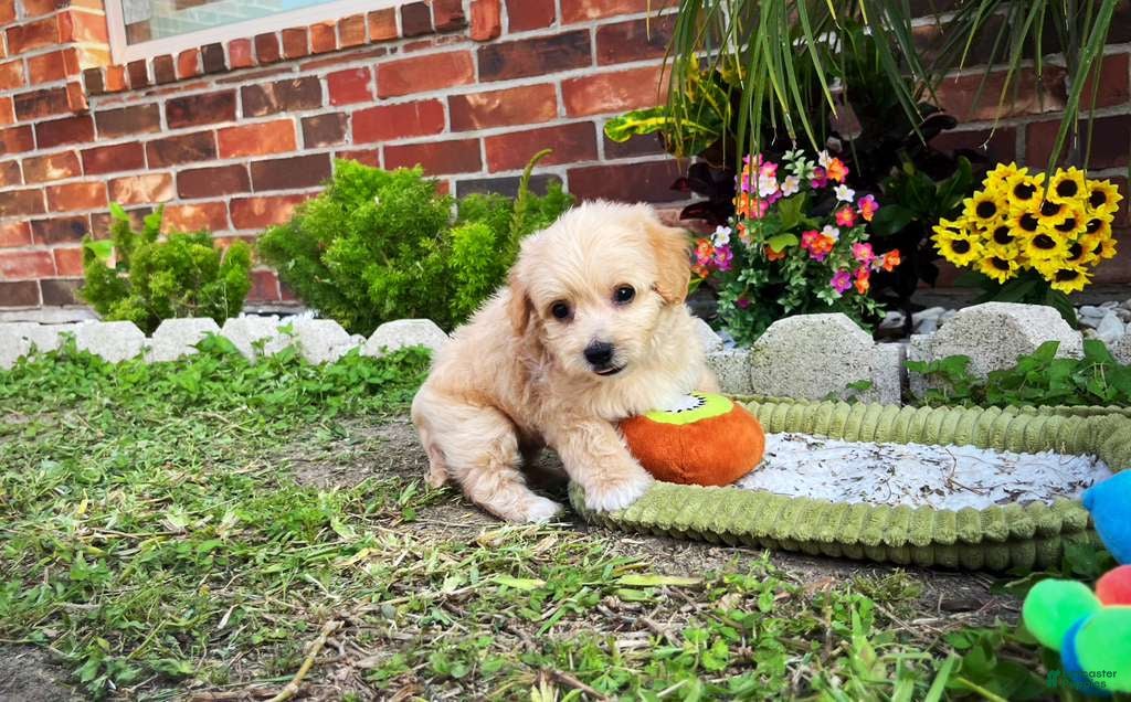 Maltipoo dogs for sale: Maltipoo Puppy 4 - Ad 3