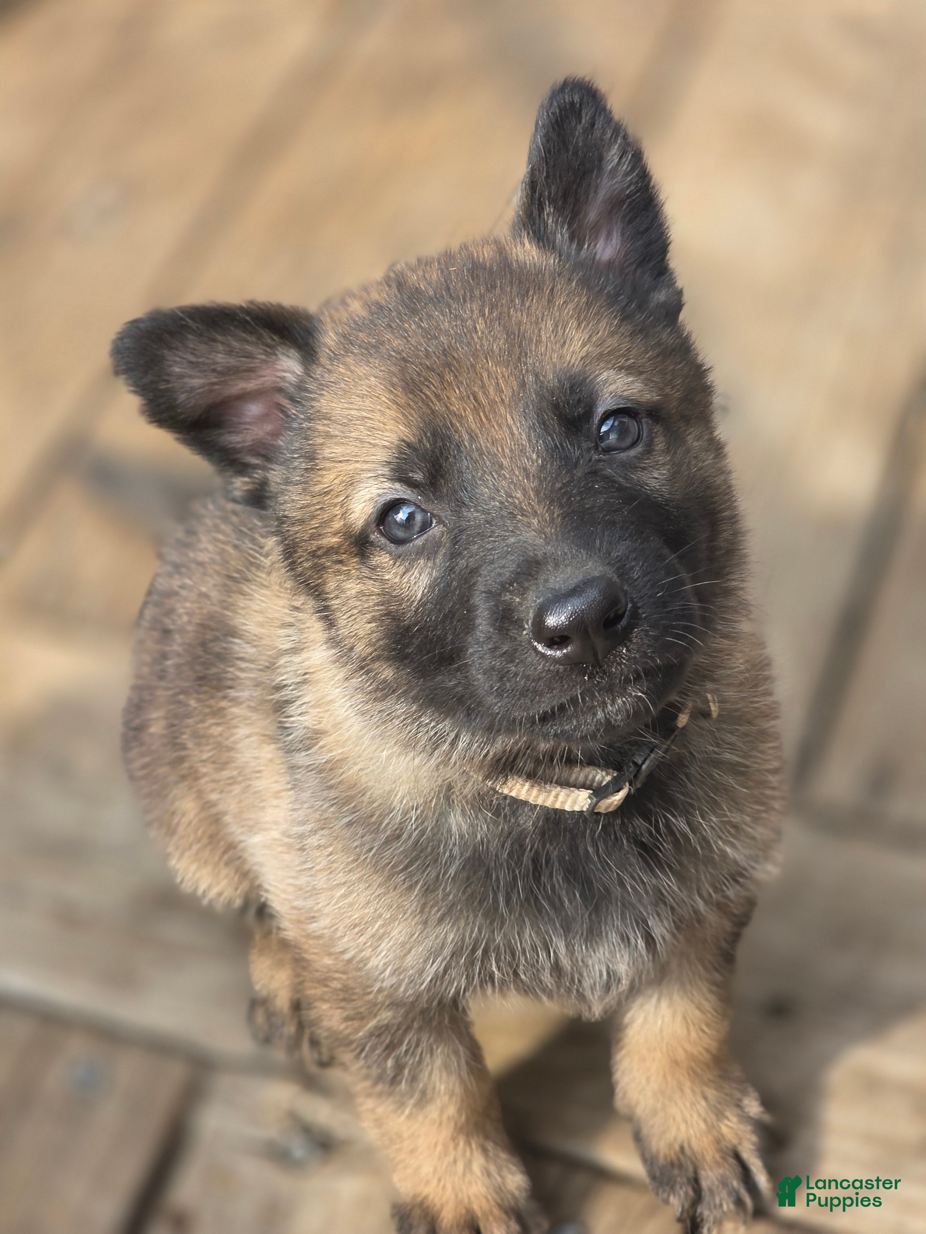 German Shepherd dogs Boy (White) - Ad 1