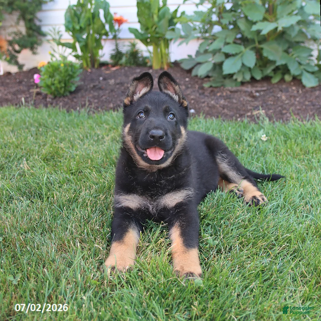 German Shepherd dogs for sale: Sailor - Ad 1
