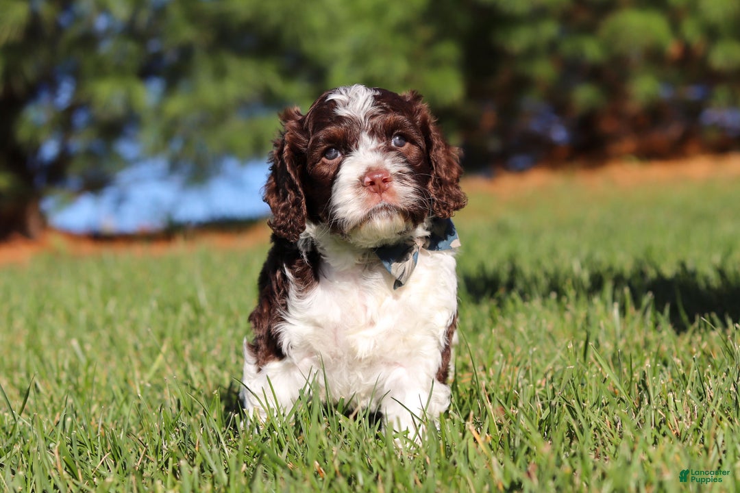 Cockapoo dogs for sale: Max - Ad 8