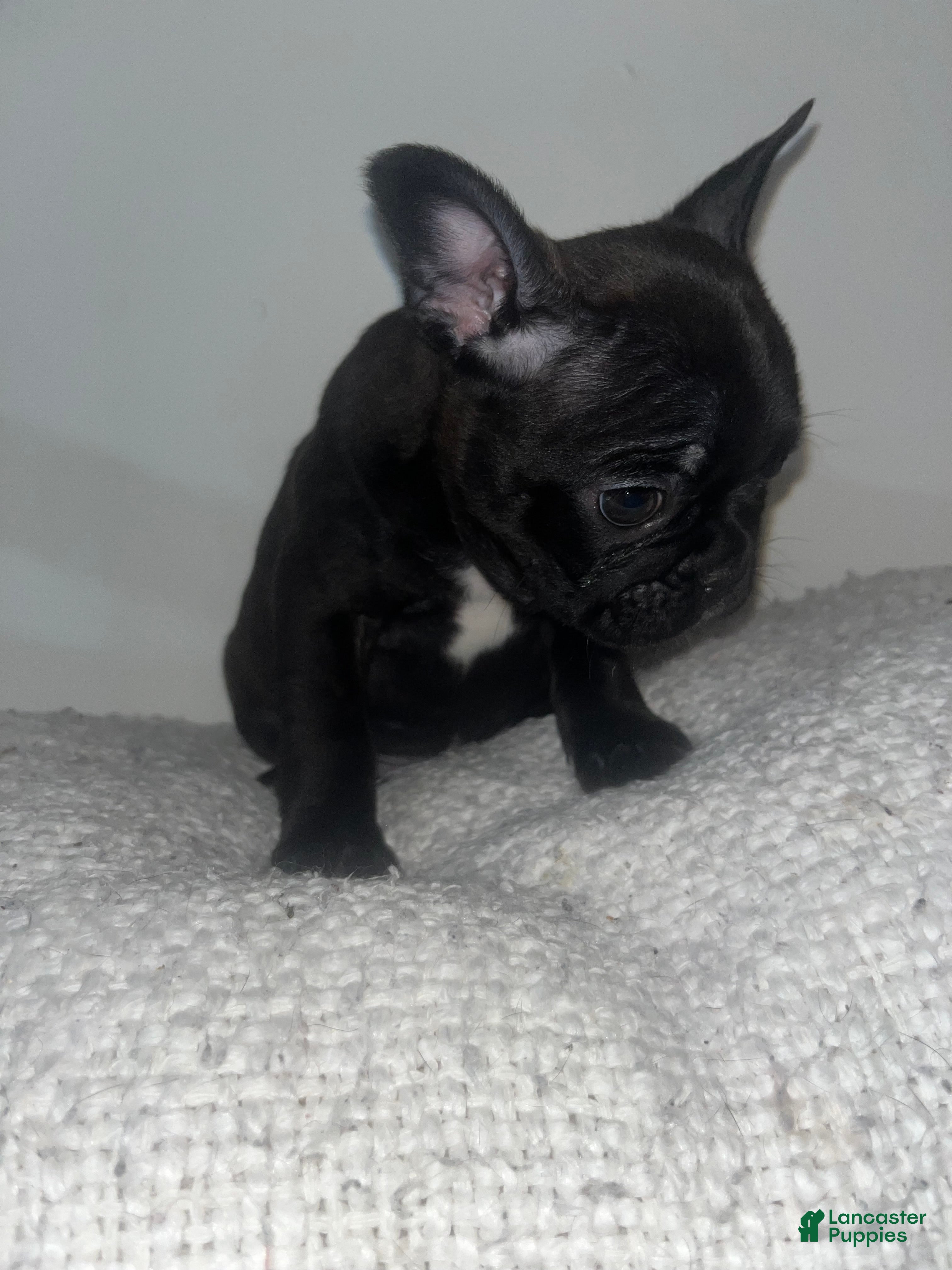Frenchton dogs for sale: Nala  - Ad 4