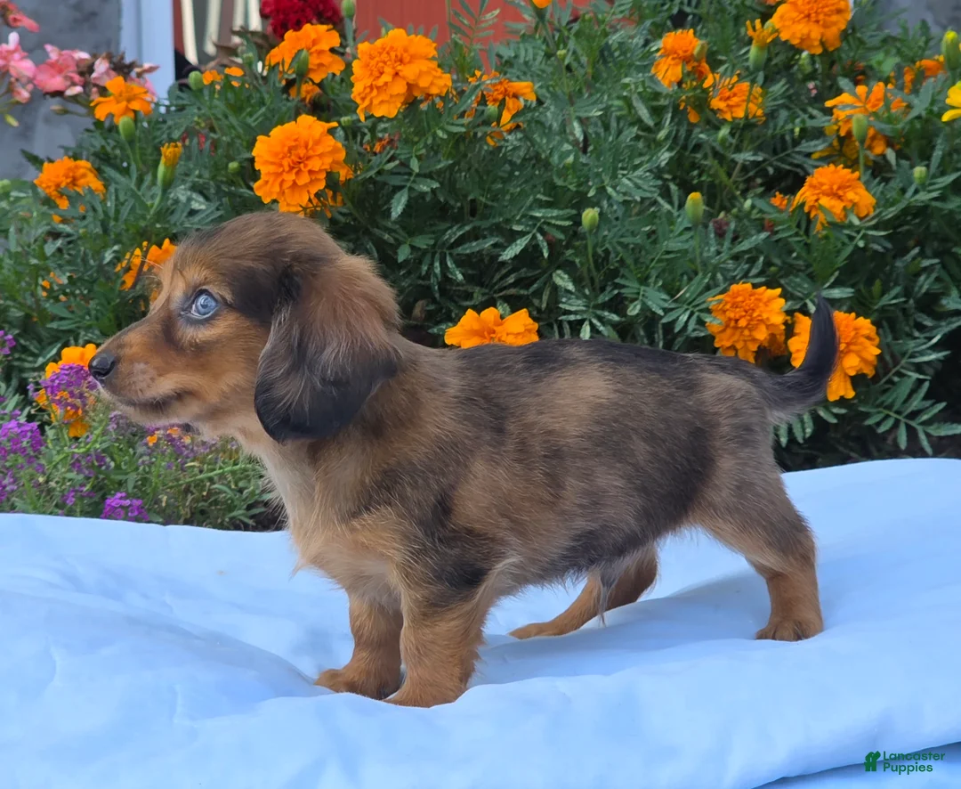 Miniature Dachshund dogs for sale: Lemon - Ad 5