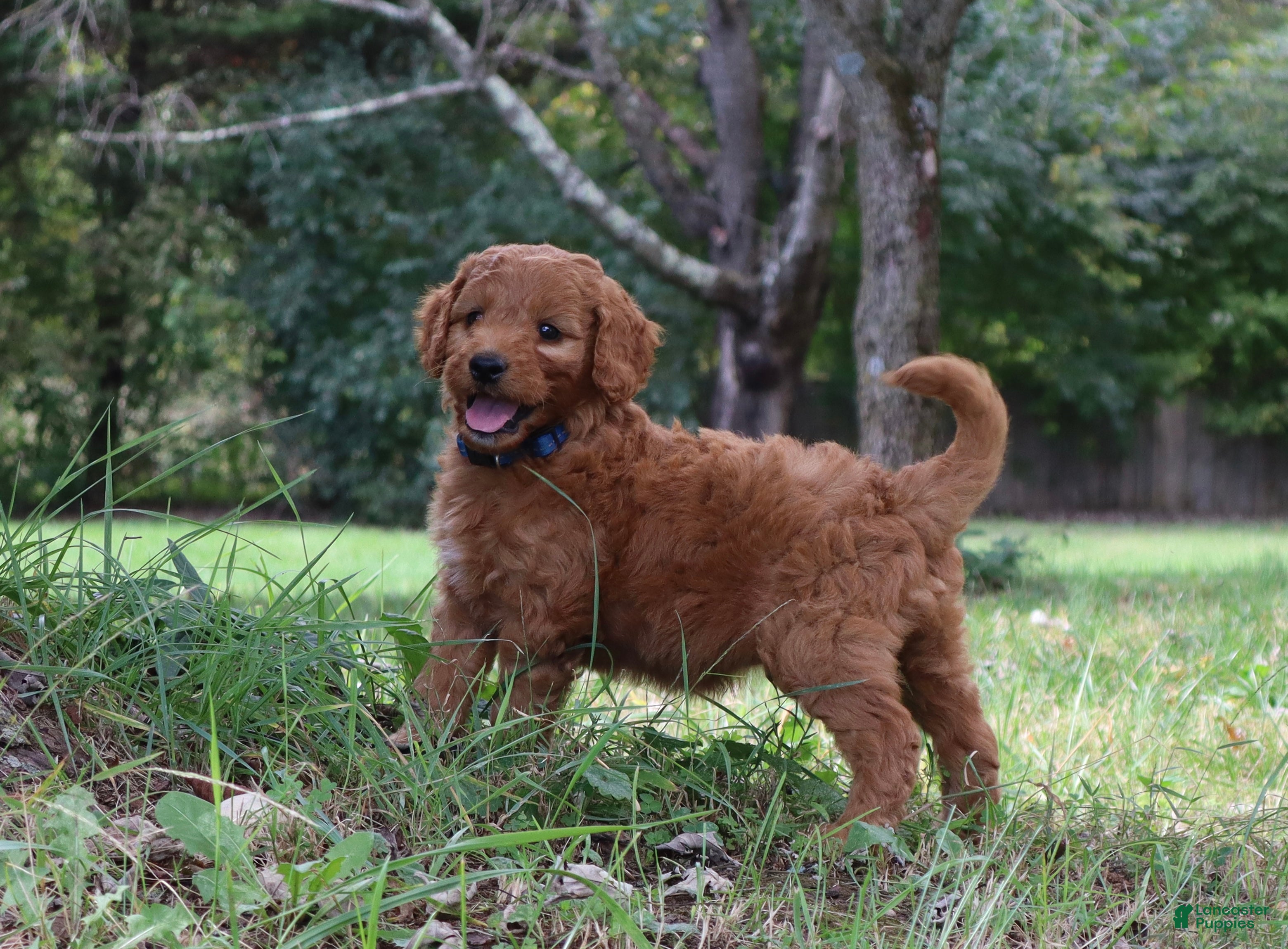 Mini Goldendoodle dogs Cappuccino  - Ad 1