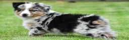 Australian Shepherd dogs for sale: Brent - Ad 4