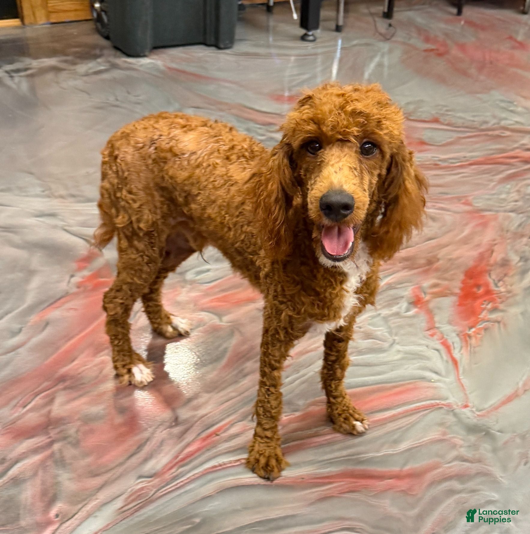 Miniature Poodle dogs Fireball - Ad 28